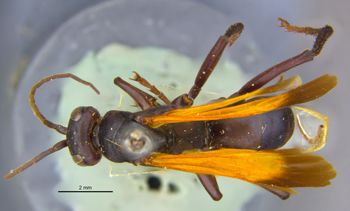 Media type: image;   Entomology 15804 Aspect: habitus dorsal view